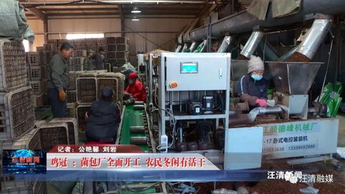 雞冠菌包廠全面開工，網絡工程賦能，農民冬閑有活干